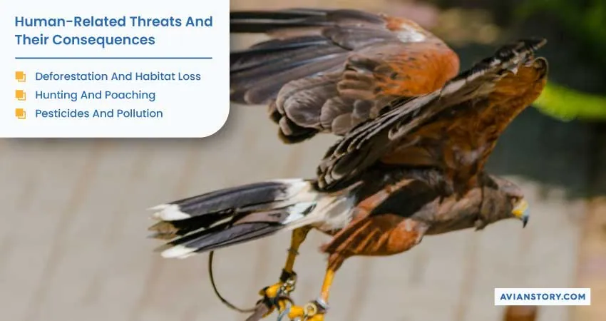 Are Hawks Endangered? Exploring Their Conservation Status 4