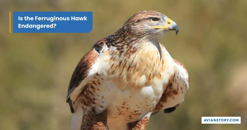 Largest Hawk In The World (Exploring the Ferruginous Hawk) 8