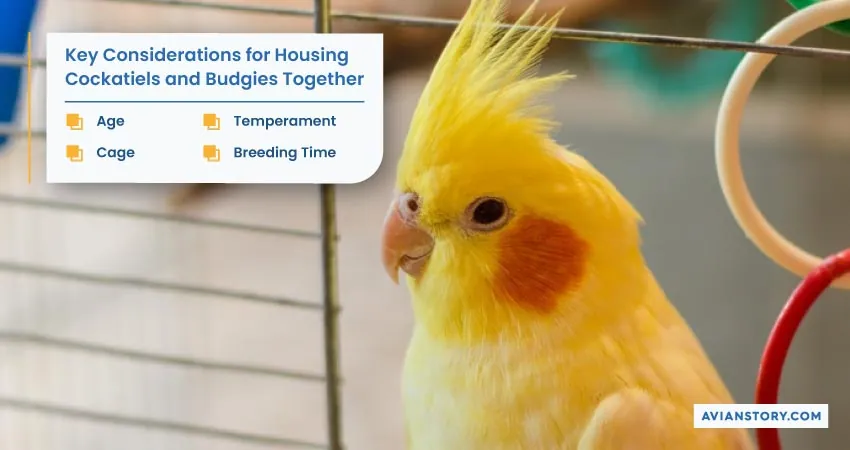 Can Cockatiels and Budgies Live Together? 1