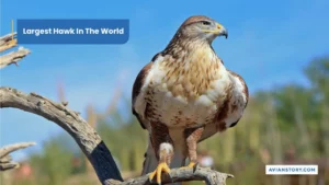 Largest Hawk In The World (Exploring the Ferruginous Hawk)