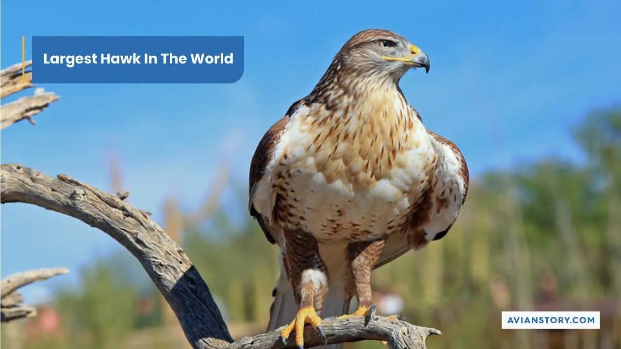 Largest Hawk In The World (Exploring The Ferruginous Hawk)