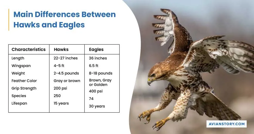 Hawks Vs Eagles: The Ultimate Comparison 1