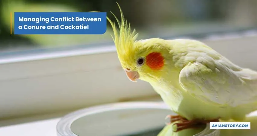 Can Conure and Cockatiel Live Together? A Complete Explanation! 7