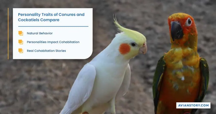 Can Conure and Cockatiel Live Together? A Complete Explanation! 2