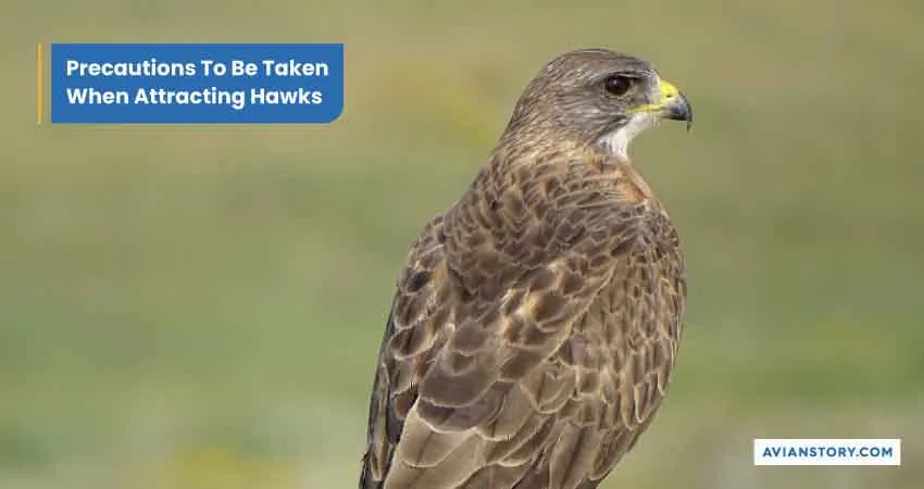 How to Attract Hawks to Your Backyard in 4 Simple Steps 4