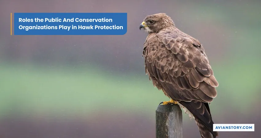 Are Hawks Protected? Unveiling Laws And Public Responsibilities 4