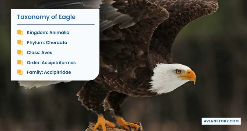 Hawks Vs Eagles: The Ultimate Comparison 3