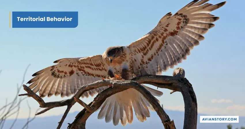 Largest Hawk In The World (Exploring the Ferruginous Hawk) 7