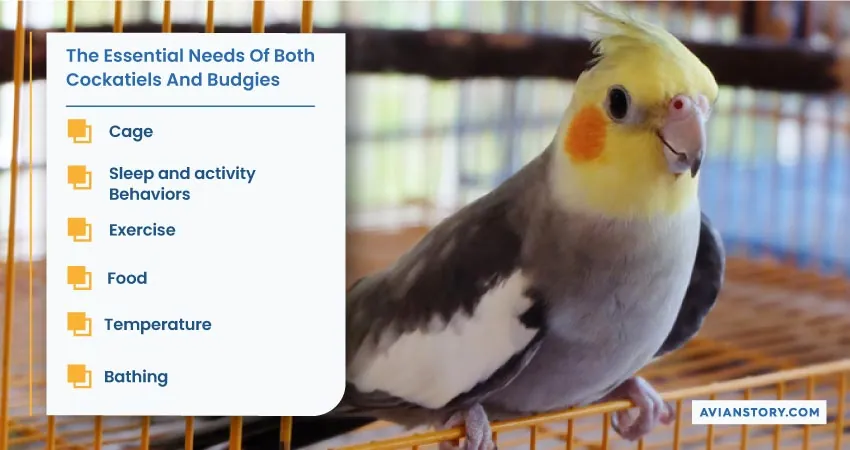 Can Cockatiels and Budgies Live Together? 3