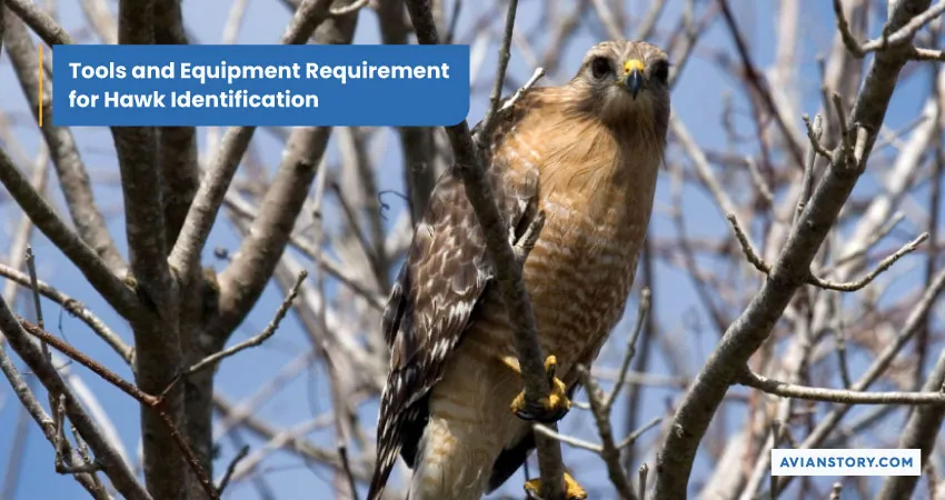 Tools and Equipment Requirement for Hawk Identificatio