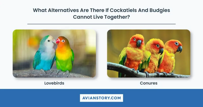 Can Cockatiels and Budgies Live Together? 10