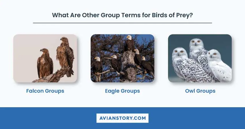 What Is a Group of Hawks Called? Unraveling Avian Terminology 5