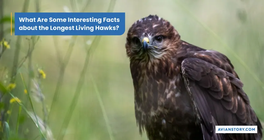 How Long Do Hawks Live? Lifespan Mysteries Uncovered 6
