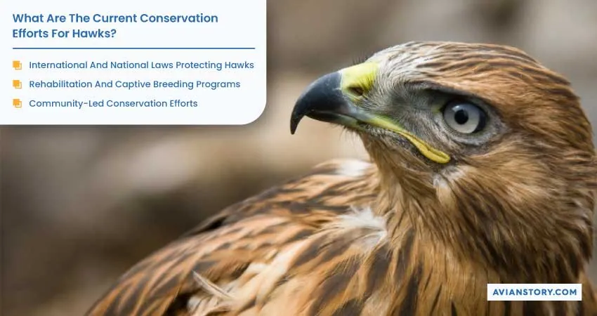 Are Hawks Endangered? Exploring Their Conservation Status 7