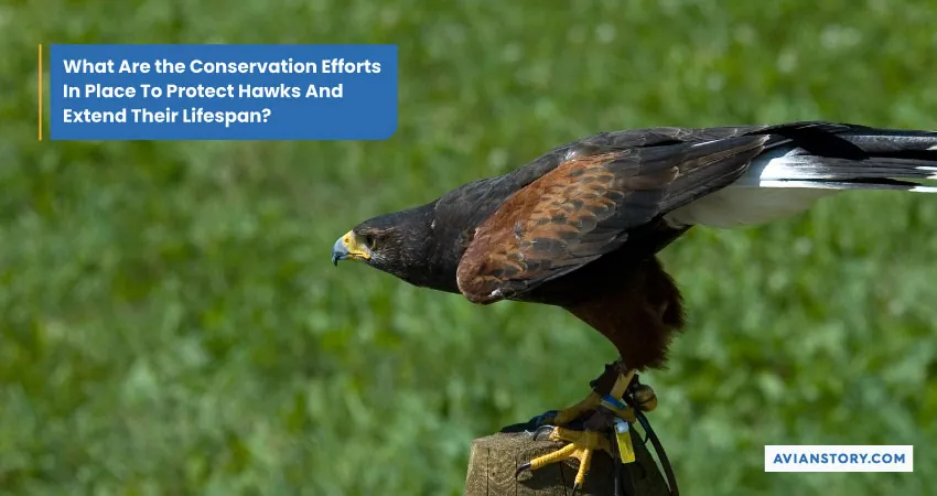 How Long Do Hawks Live? Lifespan Mysteries Uncovered 5