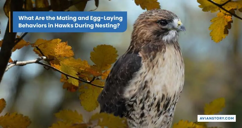 Hawks Nesting: What Does It Look Like? 6