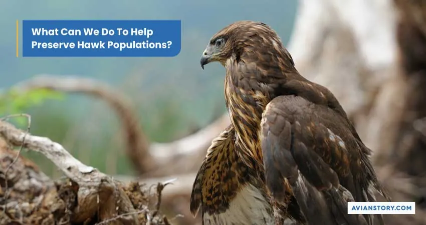 Are Hawks Endangered? Exploring Their Conservation Status 8