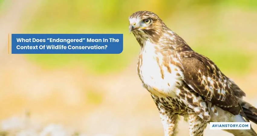 Are Hawks Endangered? Exploring Their Conservation Status 1