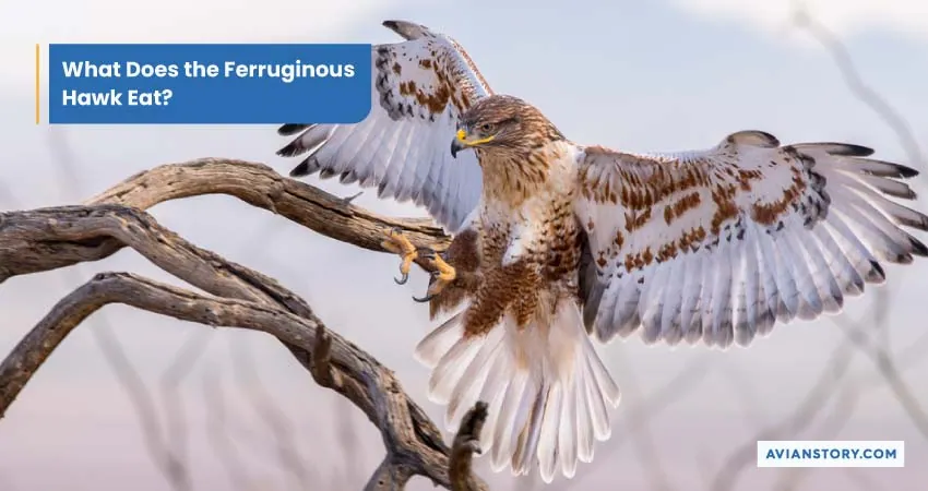 Largest Hawk In The World (Exploring the Ferruginous Hawk) 5