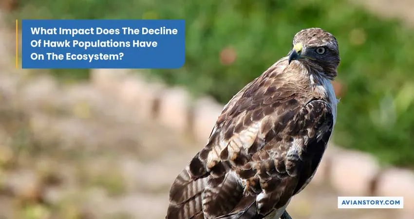 Are Hawks Endangered? Exploring Their Conservation Status 6