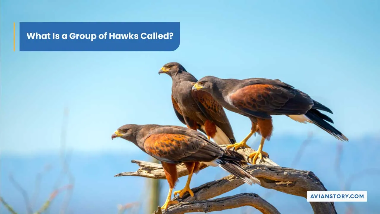 What Is A Group Of Hawks Called? Unraveling Avian Terminology