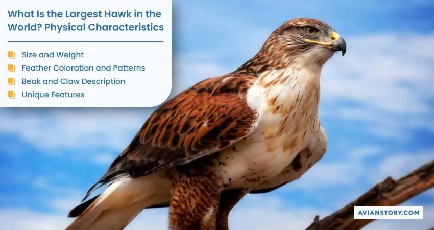 Largest Hawk In The World (Exploring the Ferruginous Hawk) 1