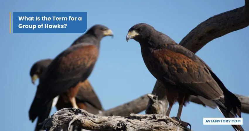 What Is a Group of Hawks Called? Unraveling Avian Terminology 1