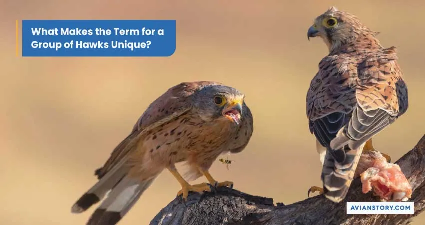 What Is a Group of Hawks Called? Unraveling Avian Terminology 6