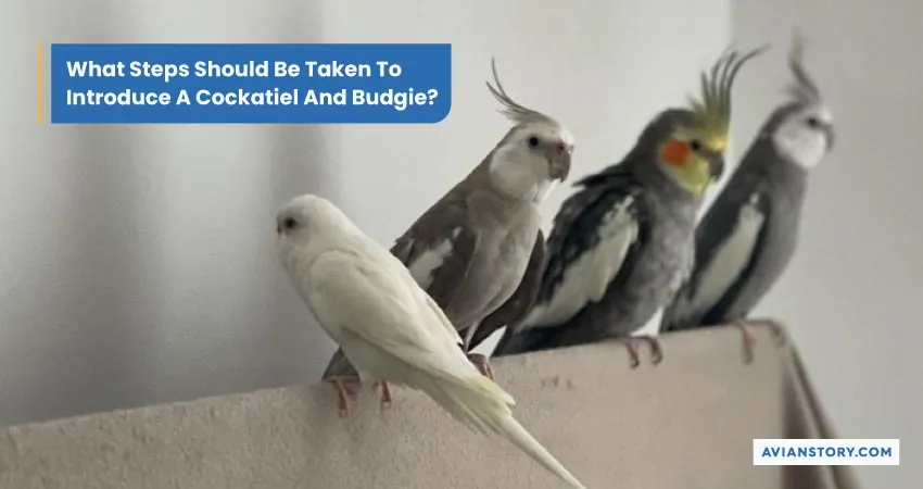 Can Cockatiels and Budgies Live Together? 6