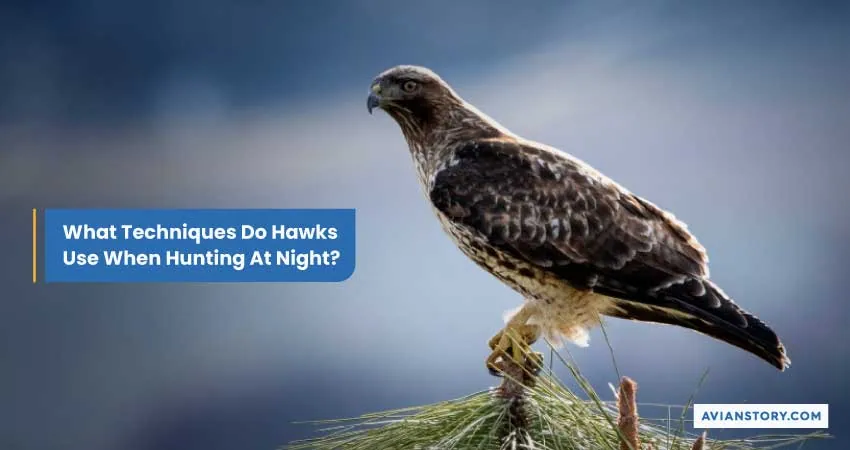 Do Hawks Hunt At Night? Under The Cover Of Darkness 4