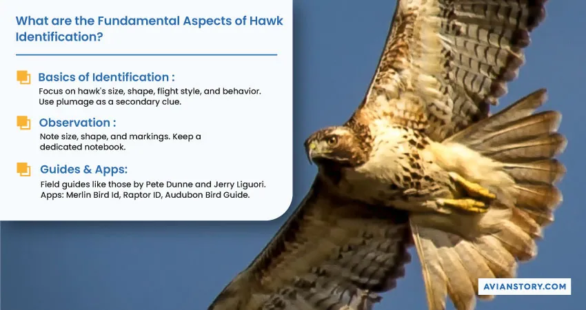 Hawk Identification Guide: Easy Tips And Photos 1