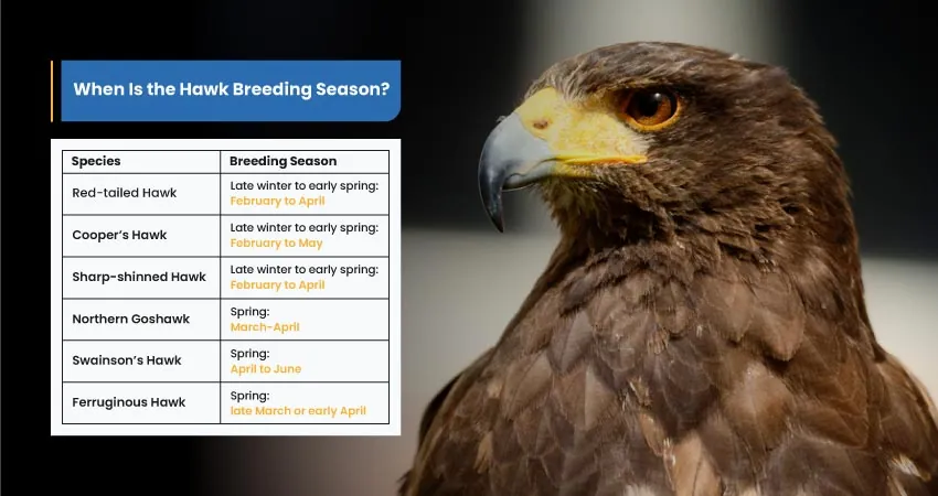Hawk Breeding: An Insight into Their Nesting Secrets 1