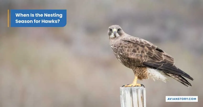 Hawks Nesting: What Does It Look Like? 5