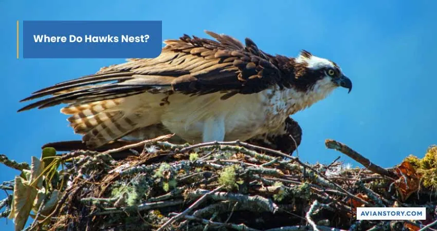 Hawks Nesting: What Does It Look Like? 4
