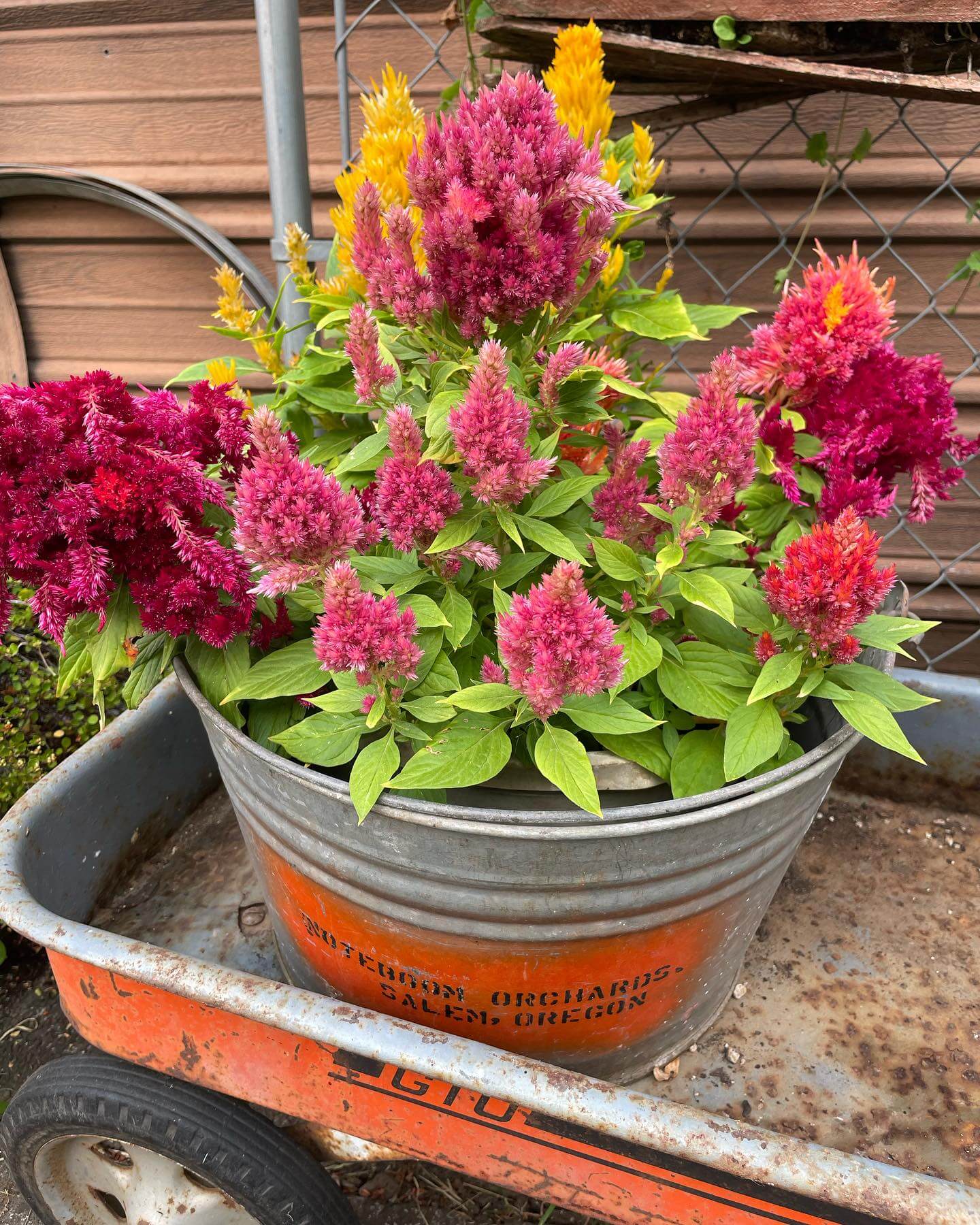 Transform Your Green Space: Creative Container Garden Ideas to Revitalize Any Area 11