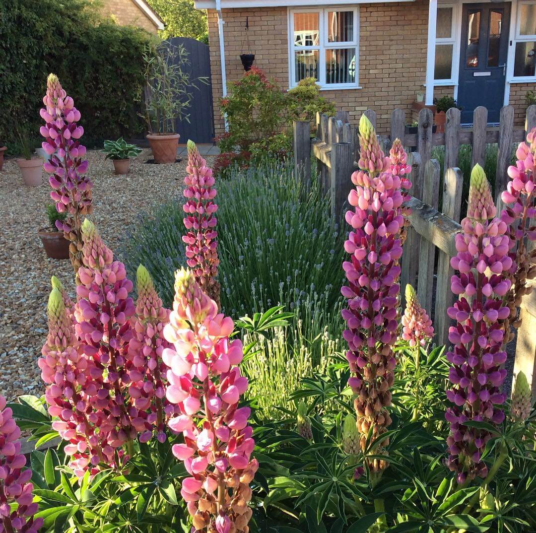 Blooms and Curb Appeal: Transform Your Home with These Front of House Flower Bed Ideas 11