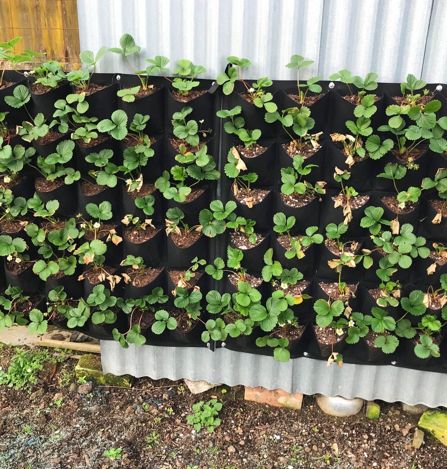 Transform Your Garden with These Creative Vertical Pocket Planter Ideas 19