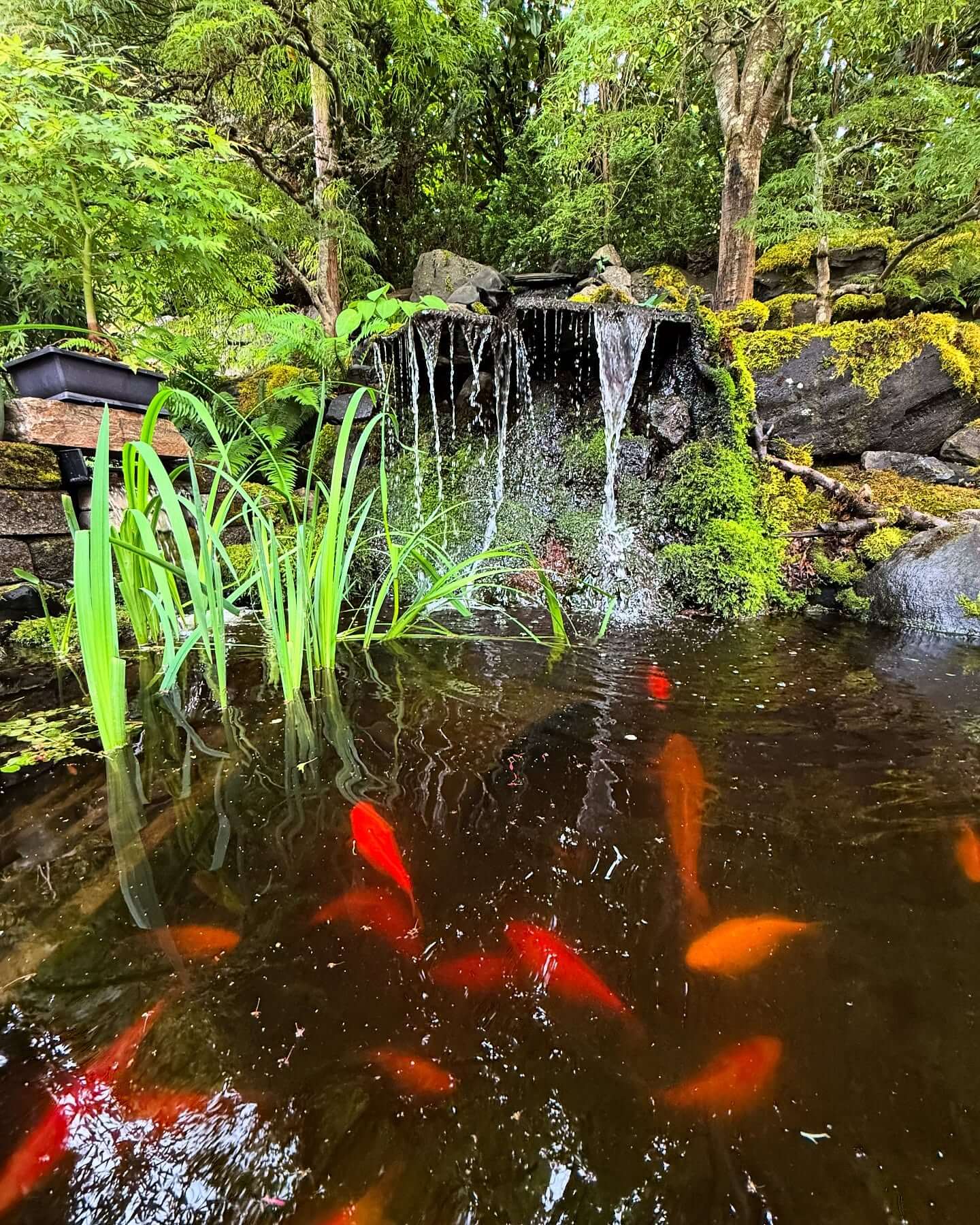 Transform Your Outdoor Space: Creative Backyard Pond Ideas to Inspire You 21
