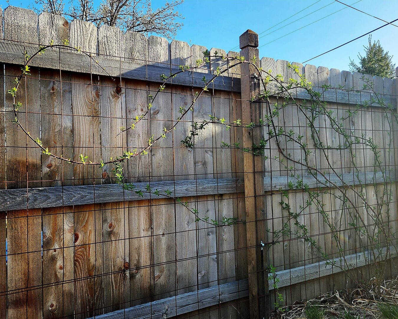 Transform Your Garden Oasis: 10 Innovative Fence Trellis Ideas 4