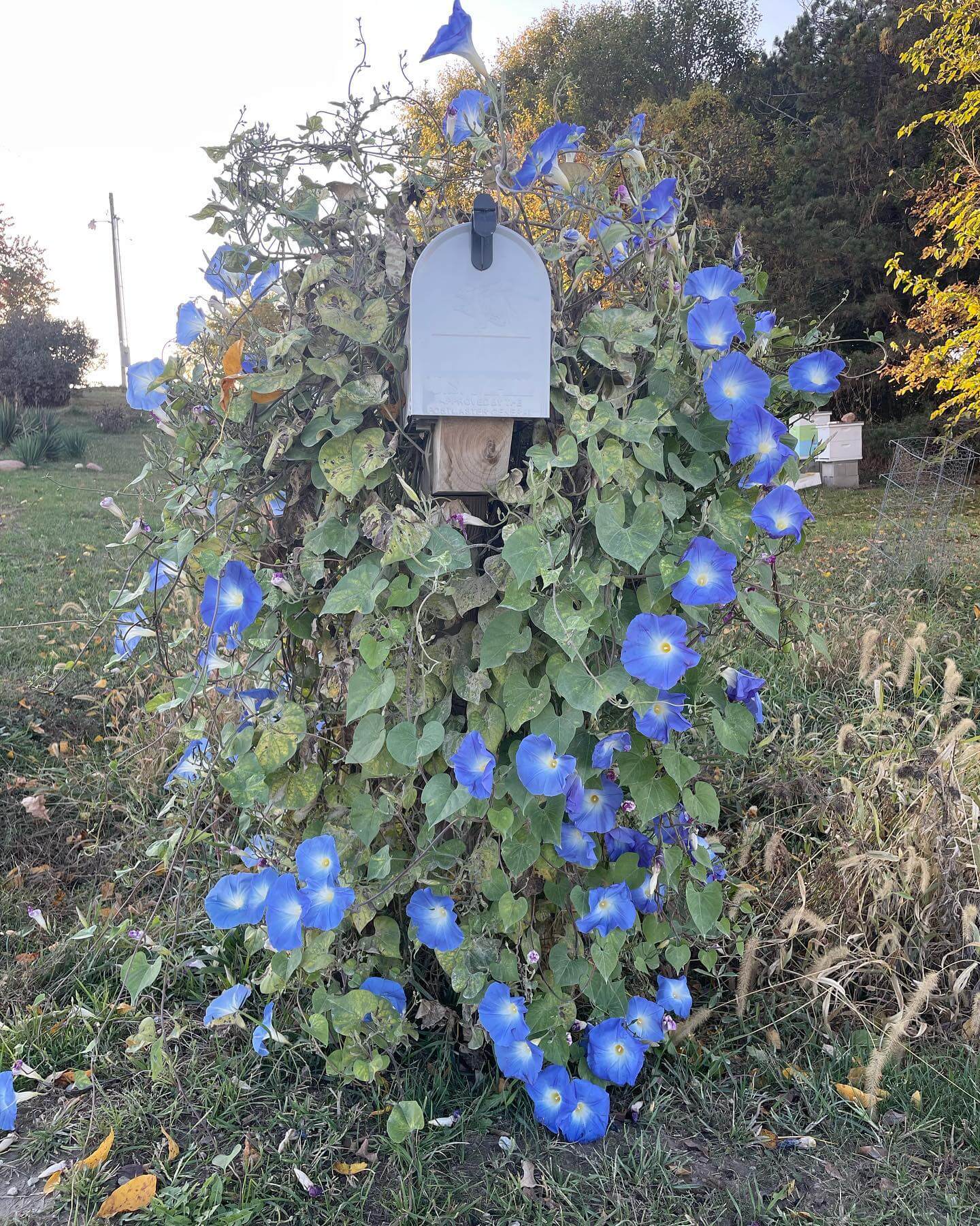 Transform Your Outdoor Space with Stunning Mailbox Flower Bed Ideas 5
