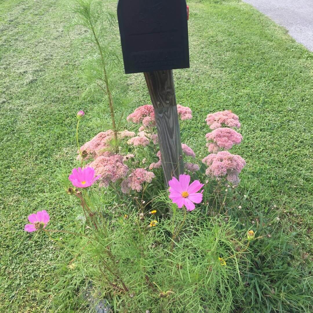 Transform Your Outdoor Space with Stunning Mailbox Flower Bed Ideas 7