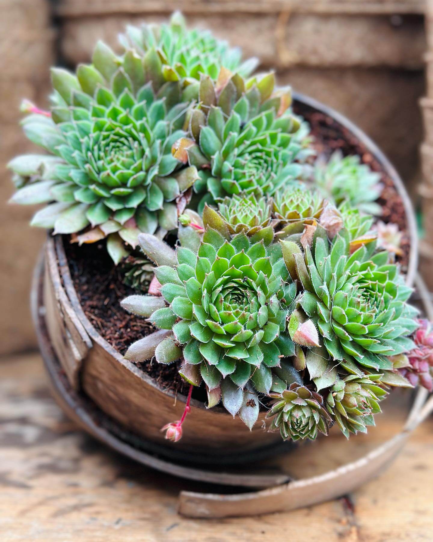 Transform Your Outdoor Space: Innovative Repurposed Garden Ideas 8